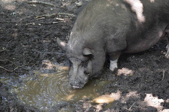 为了优化交 为了优化交